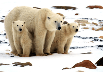 Svalbard: Land of the Majestic Ice Bear Thumbnail