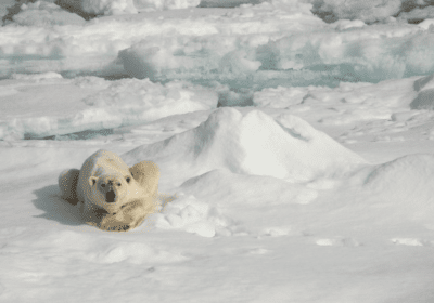 Amazing Arctic Wildlife Thumbnail