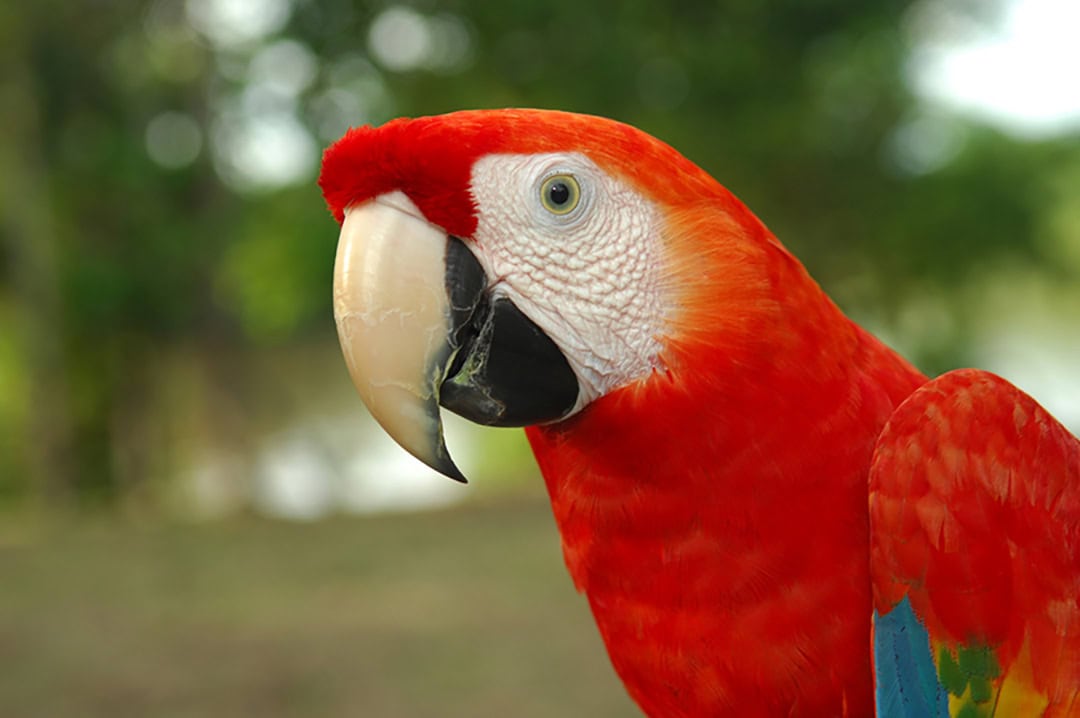 Amazon Macaws 01