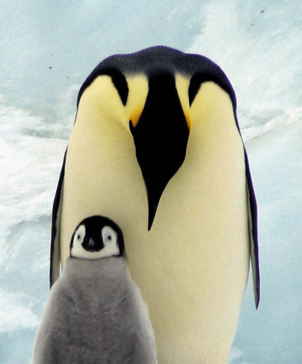 travelprotectionpenguin