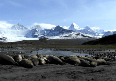 Dreaming of Antarctica: How to Book the Trip of a Lifetime Thumbnail