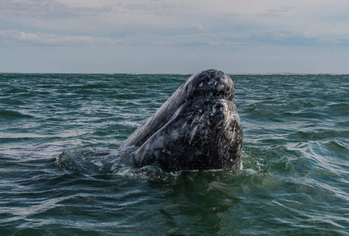 Gray Whale spy hopping