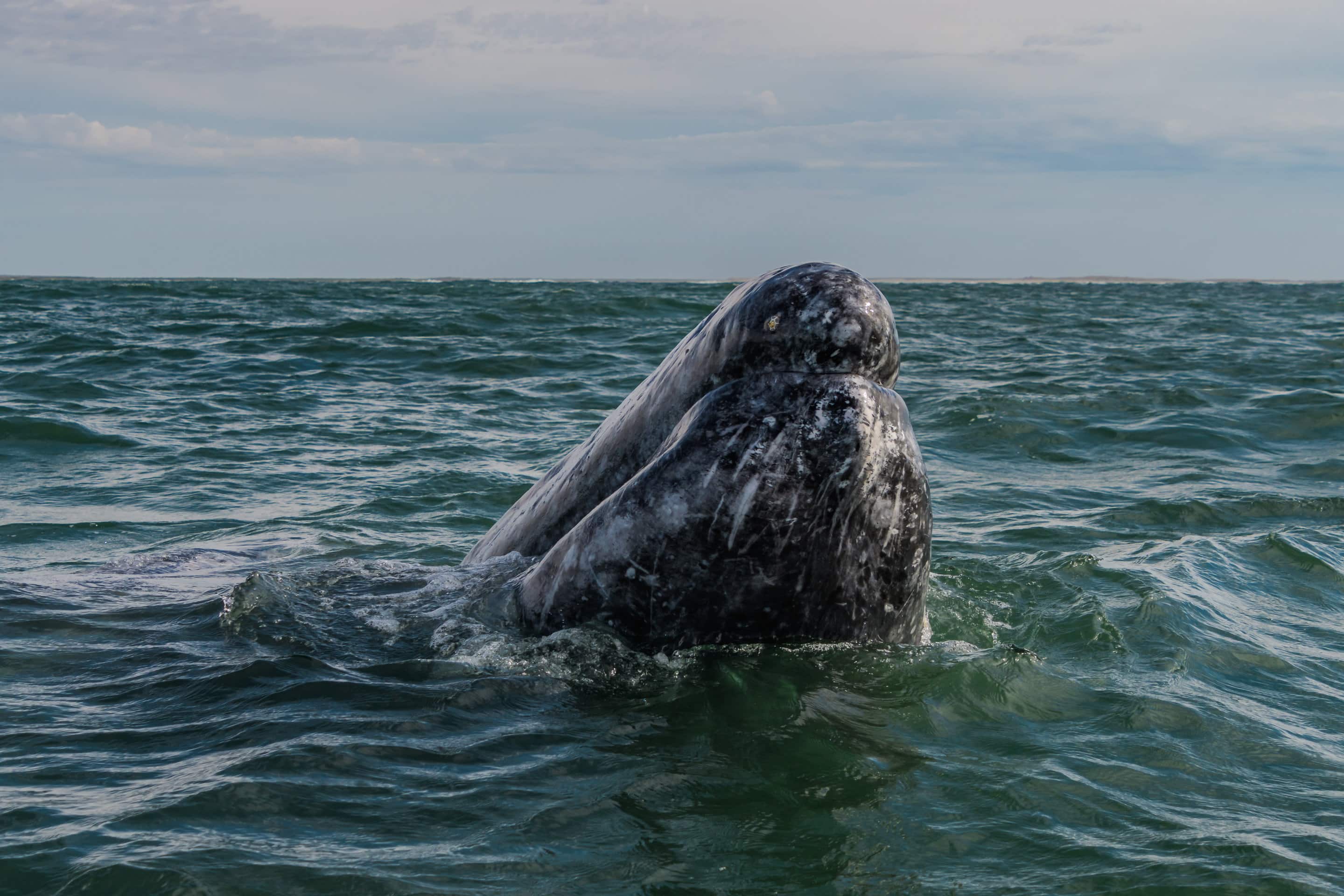 Gray Whale spy hopping