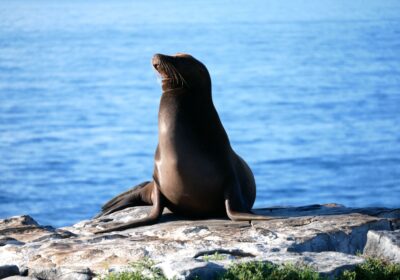 Galapagos Islands Top-10 Highlights Thumbnail