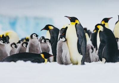 Unraveling the Majesty of Emperor Penguins with Quark Expeditions Thumbnail