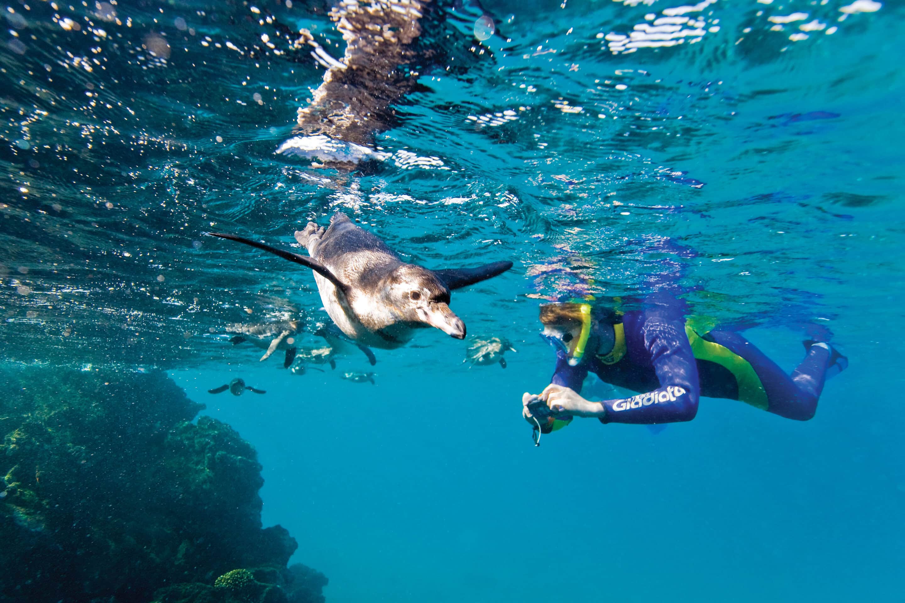 Adult Galapagos penguin (Spheniscus mendiculus) hunting fish