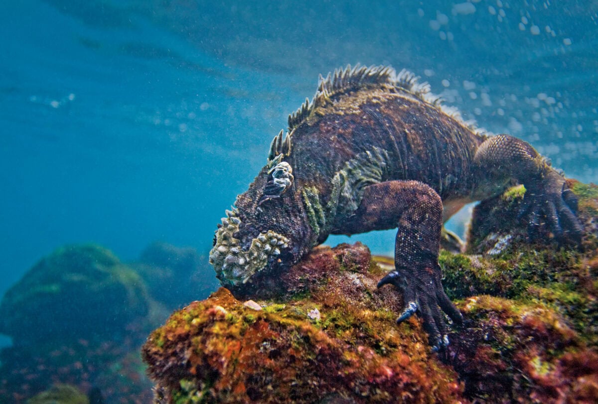 Galapagos marine iguana (Amblyrhynchus cristatus)
