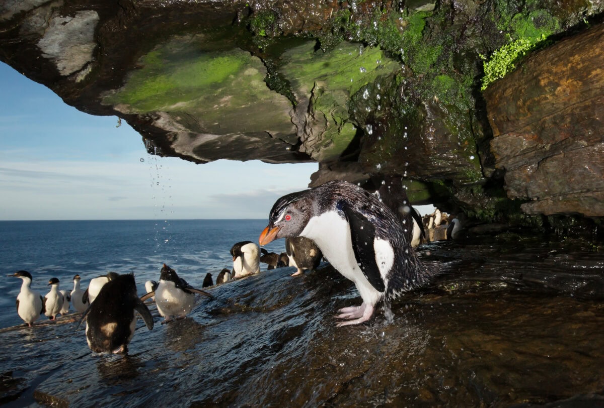 Close up of a Southern rockhopper penguin taking shower