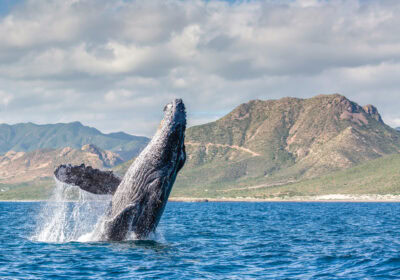 Baja California Whale Watching Guide Thumbnail