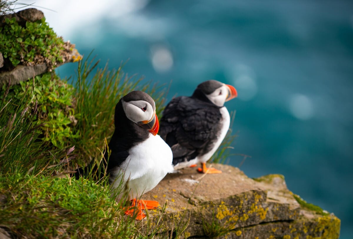 Wild Atlantic puffin seabird in the auk family.