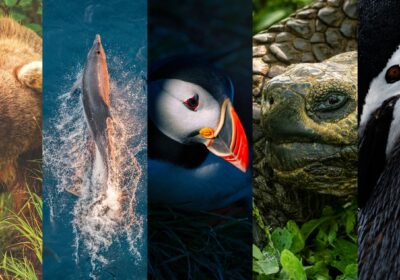 Past Lindblad Guest? Unlock Early Access to Exclusive Offers Thumbnail