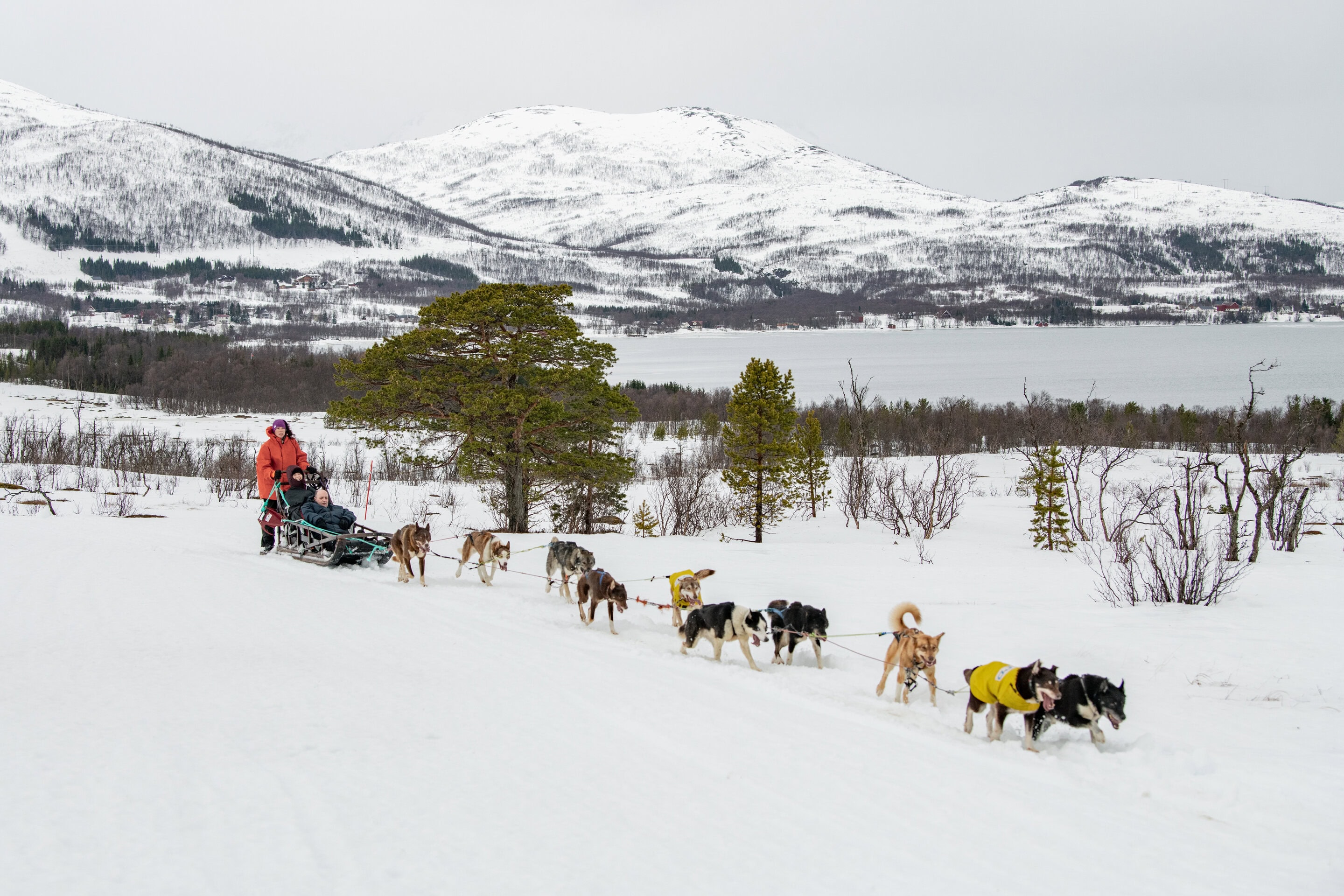 20220301_Norway_Tromso_DogSled2_TedGatlin_1984
