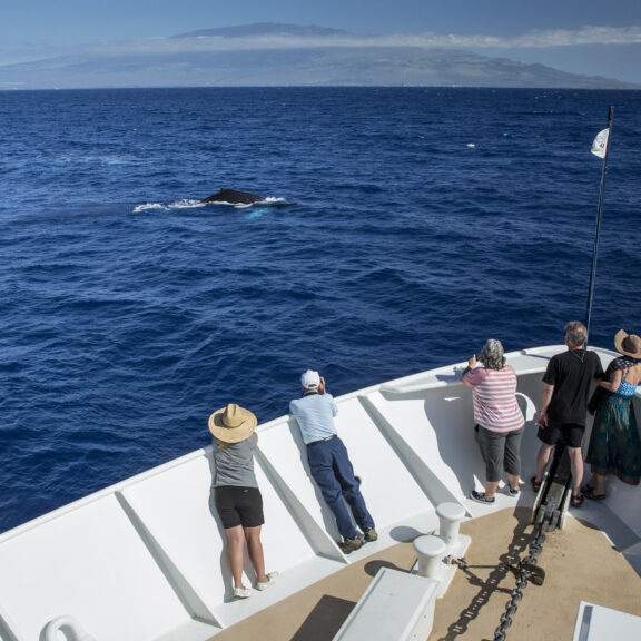 Whales off bow of Safari Explorer