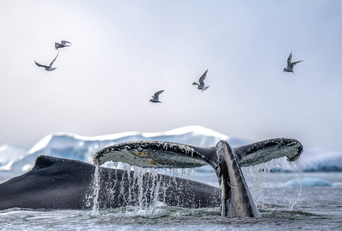 photo_Mark_Edward_Harris_Antarctica_Fournier_Bay_7383