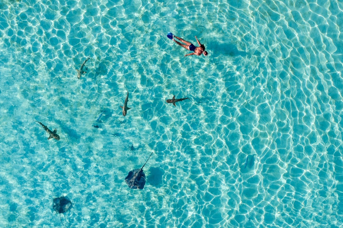 Best Snorkeling Cruises